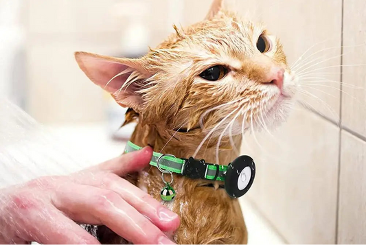 COLEIRA REFLEXIVA COM SINO E PINGENTE DE ENDEREÇO