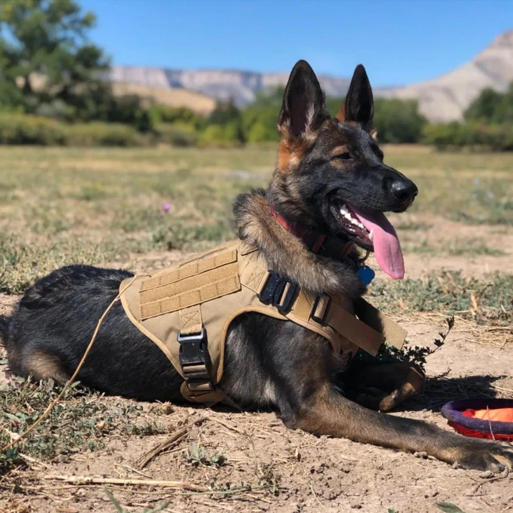 COLEIRA GRANDE PARA CÃES - CONJUNTO DE ARNÊS E COLEIRA