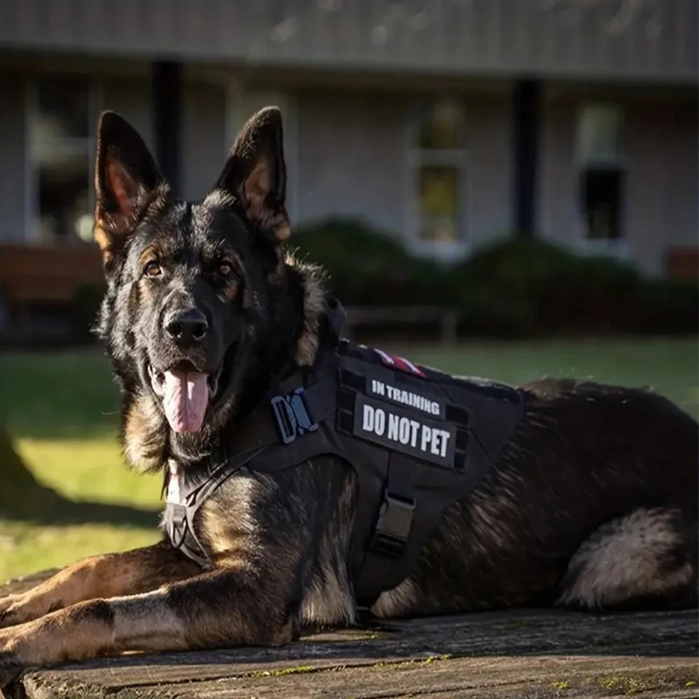 COLEIRA GRANDE PARA CÃES - CONJUNTO DE ARNÊS E COLEIRA