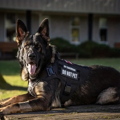 COLEIRA GRANDE PARA CÃES - CONJUNTO DE ARNÊS E COLEIRA