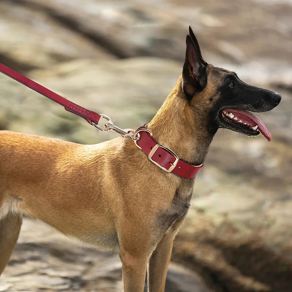 COLEIRA E GUIA DE COURO REAL