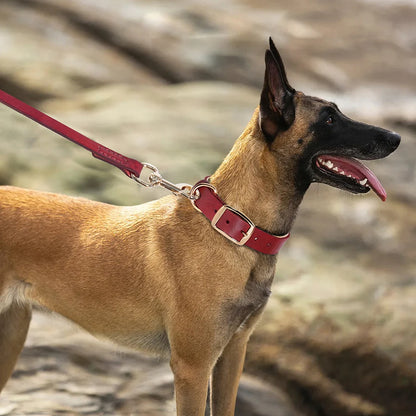 COLEIRA E GUIA DE COURO REAL