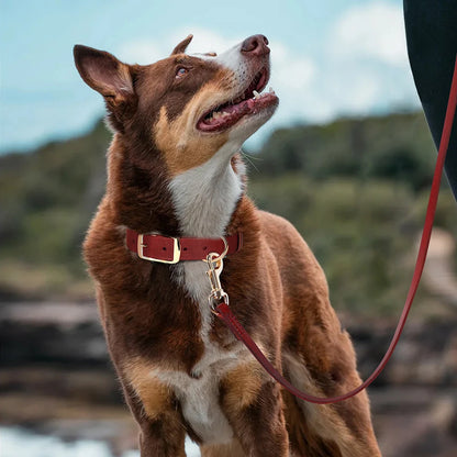 COLEIRA E GUIA DE COURO REAL
