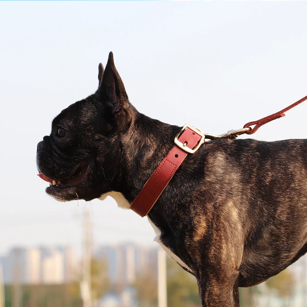 COLEIRA E GUIA DE COURO REAL